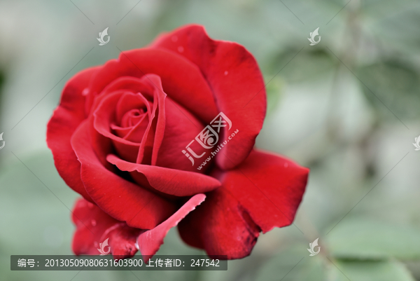 玫瑰花