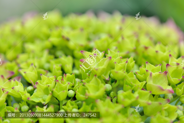繡球花