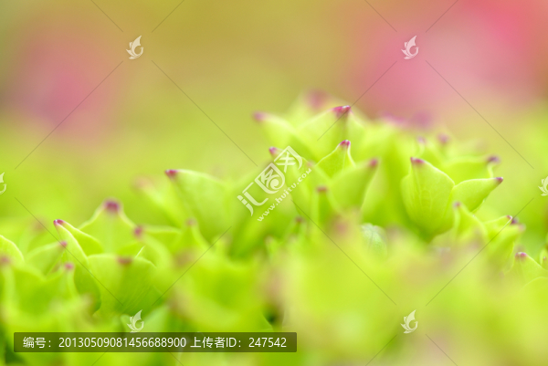 繡球花