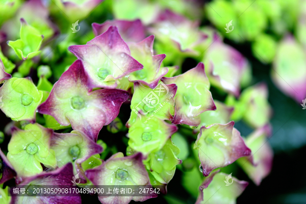 繡球花