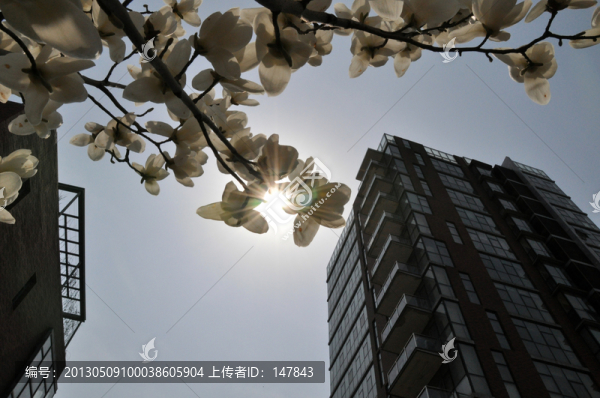 城市玉蘭
