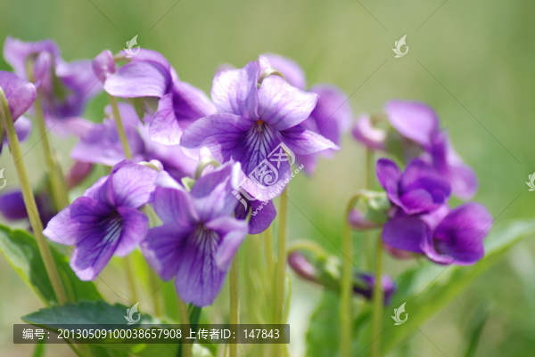 紫色小花