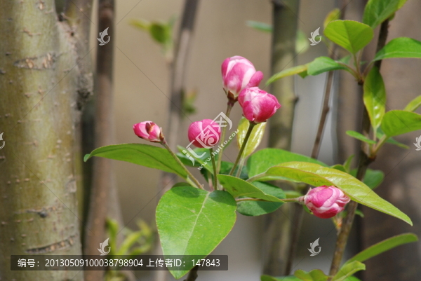 海棠花