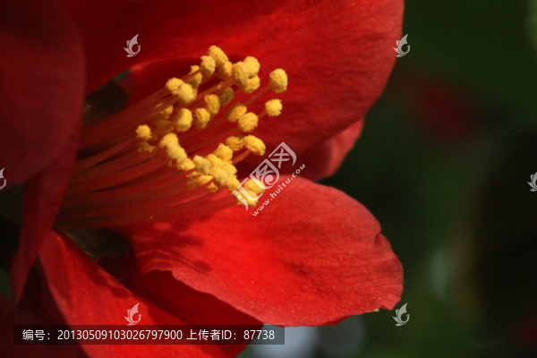 海棠花