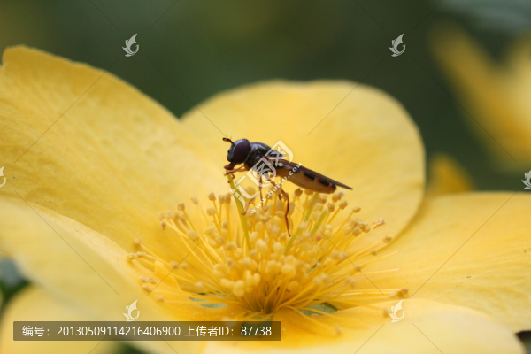 黃花