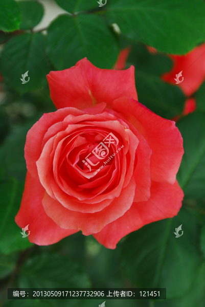 月季花