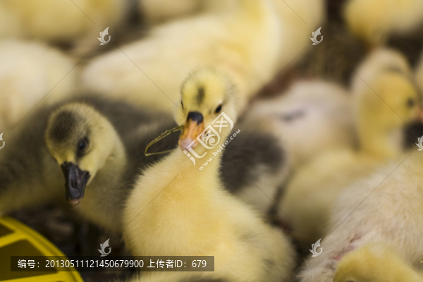 小鵝