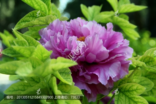 牡丹