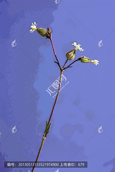 抽象小花