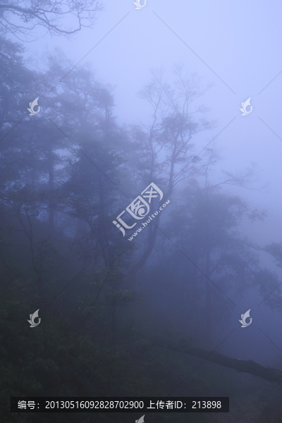 樹林云霧
