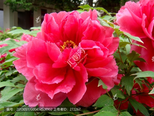 紅牡丹