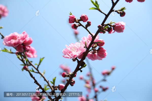 春天的桃花