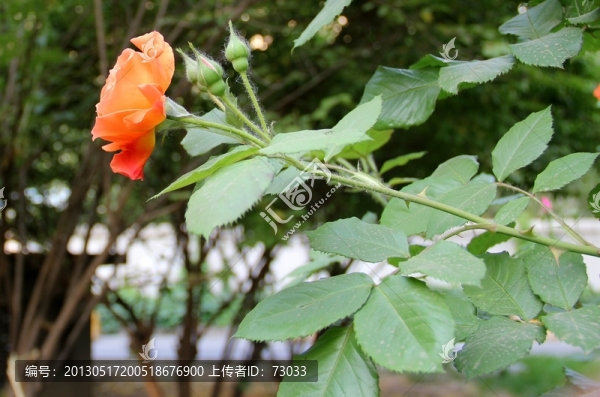 玫瑰花