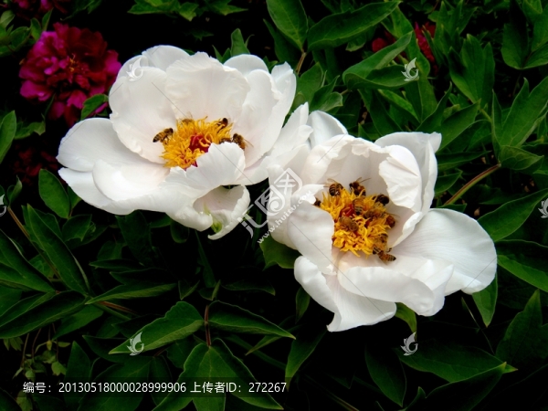 牡丹和蜜蜂群