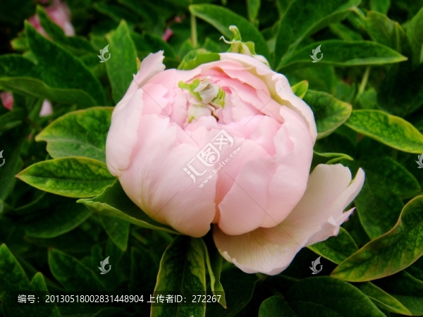 粉牡丹