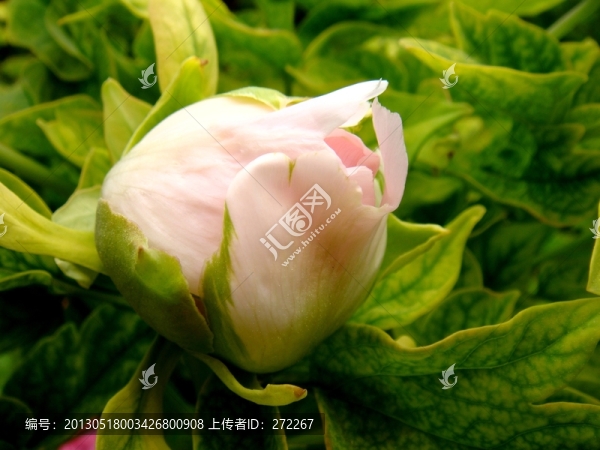 牡丹花蕾