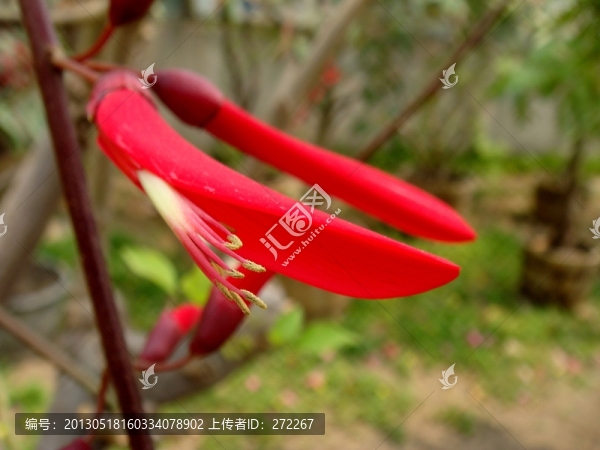 雞冠刺桐