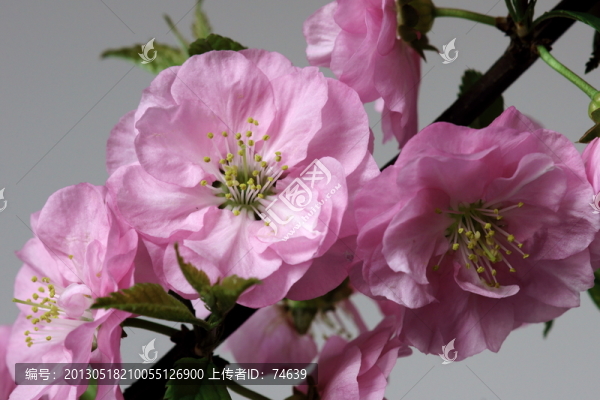 櫻花