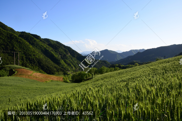 小麥田