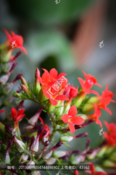 長壽花