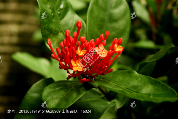 爭(zhēng)奇斗艷