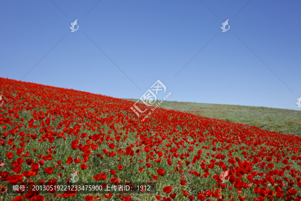 天山紅花