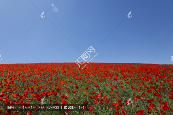 天山紅花