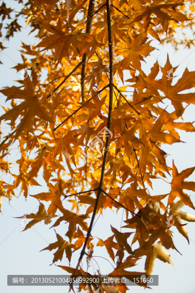 楓樹(shù)