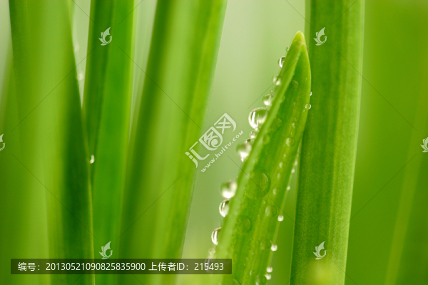 露珠,微距,植物,花草,枝葉