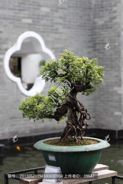 盆栽