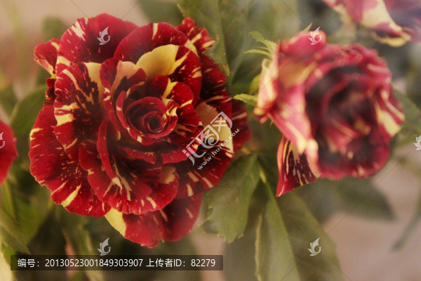 混色玫瑰