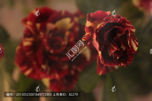 混色玫瑰