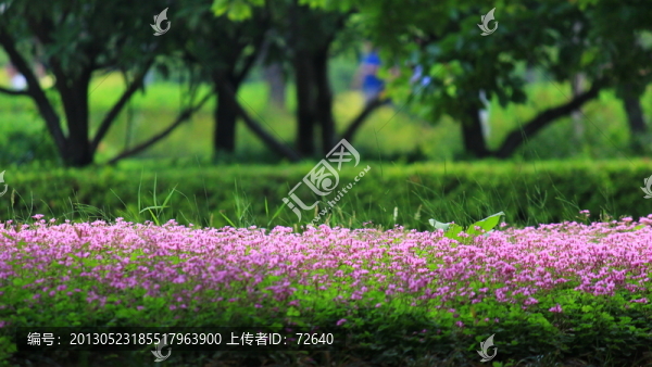 樹林