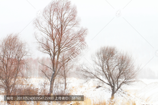 雪色紅柳圖
