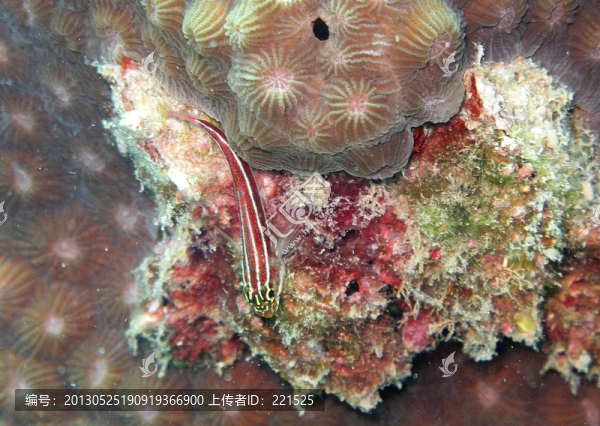 泰國(guó)濤島潛水