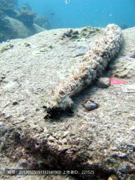 泰國(guó)濤島潛水