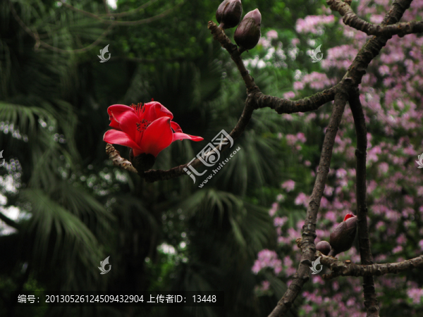 英雄花開