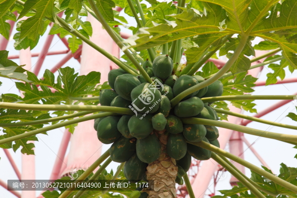 木瓜樹