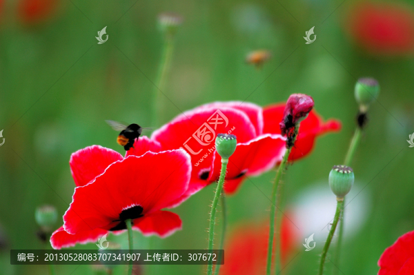 花卉