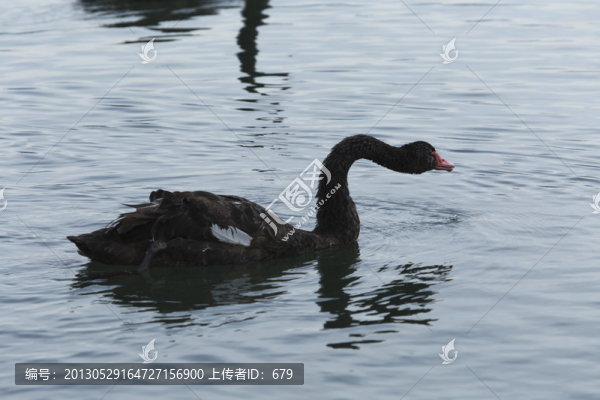 黑天鵝