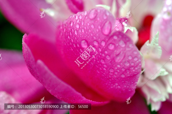 花瓣