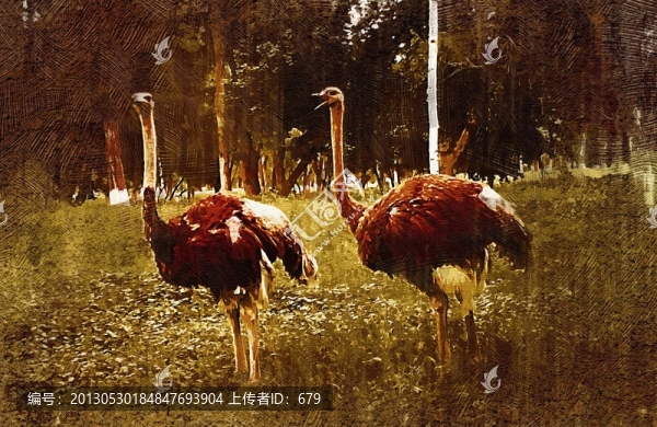 油畫(huà),,鴕鳥(niǎo)