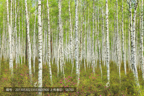 白樺林之春