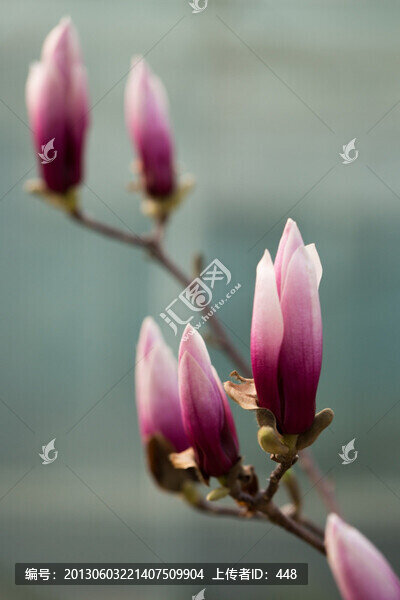 玉蘭花