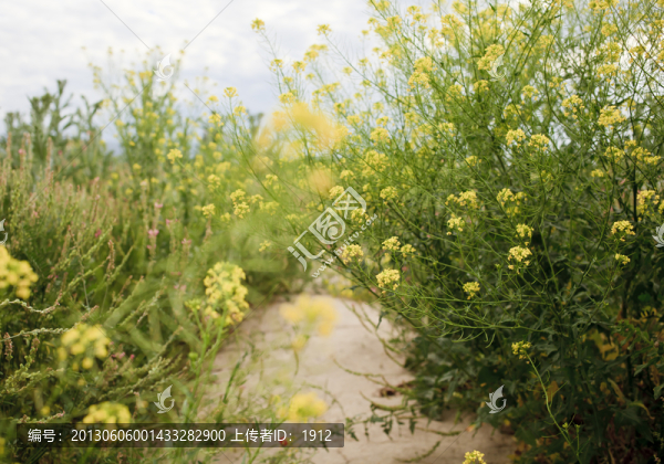 油菜