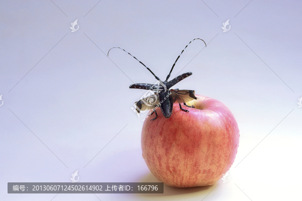 蘋果與天牛