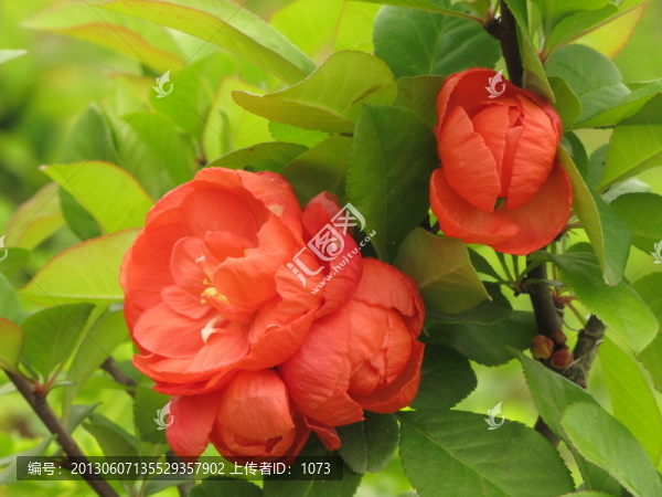 貼梗海棠,紅海棠