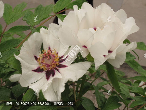 白芍藥