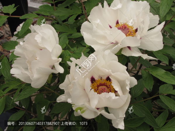 白芍藥
