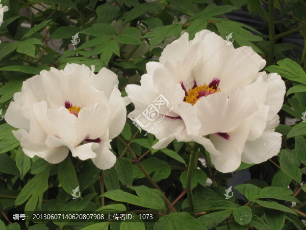 白芍藥